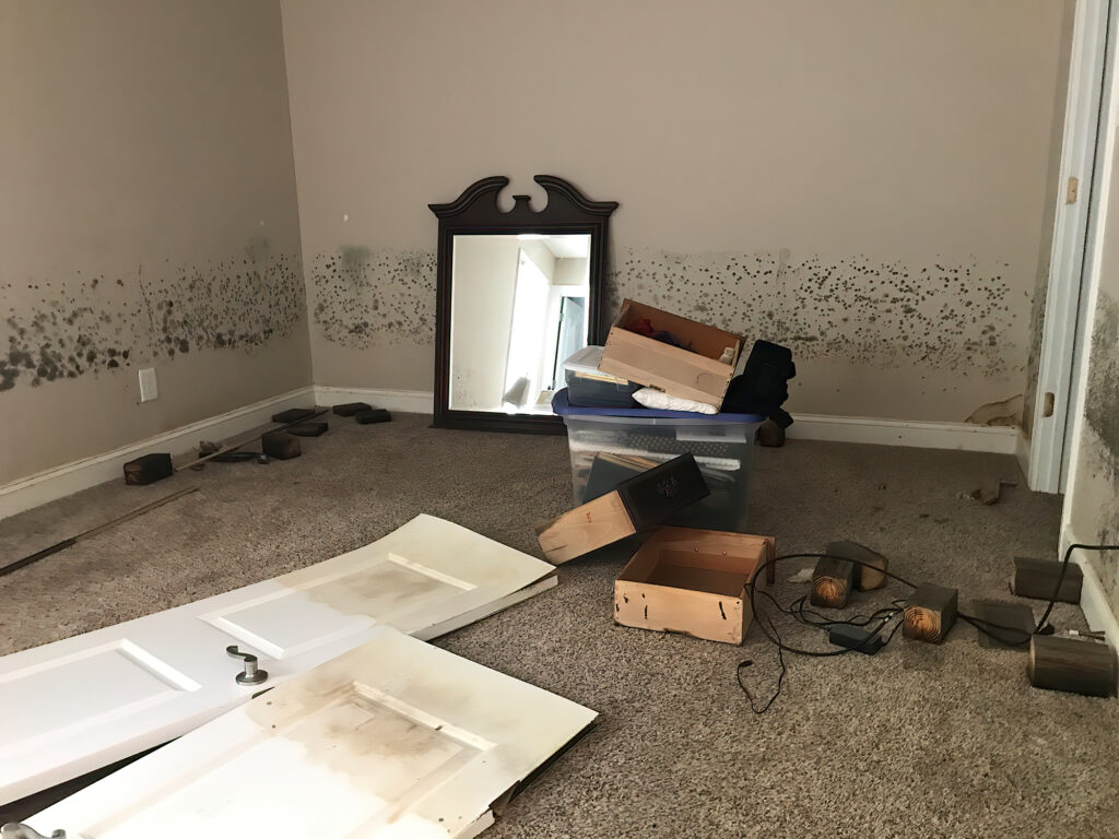 Clean up of mold after flood